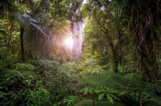 Visitée guidée | Waipoua Forest